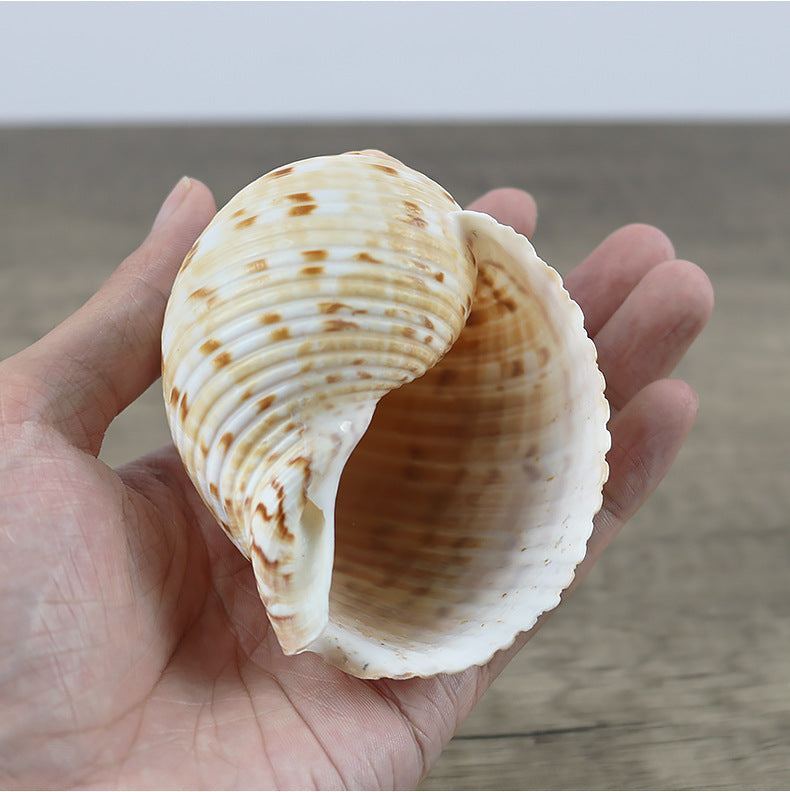 Natural Conch Shell