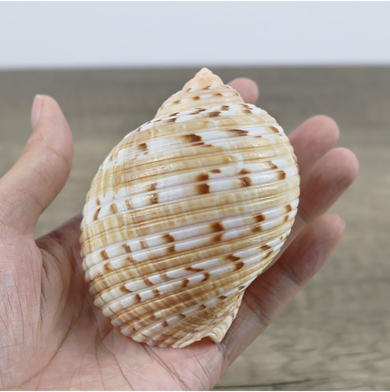 Natural Conch Shell