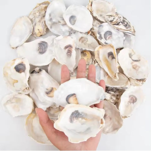 Pearl-Adorned Natural Oyster Shells (30pc Coastal Set)