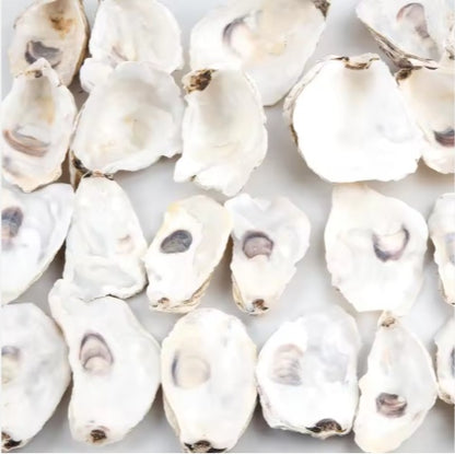 Pearl-Adorned Natural Oyster Shells (30pc Coastal Set)