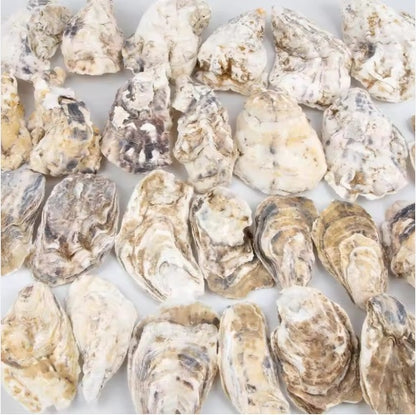 Pearl-Adorned Natural Oyster Shells (30pc Coastal Set)